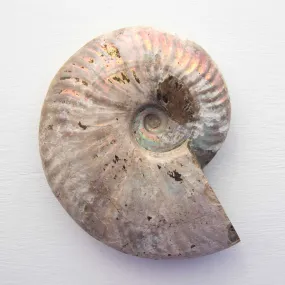 Ammonite - Light Iridescence