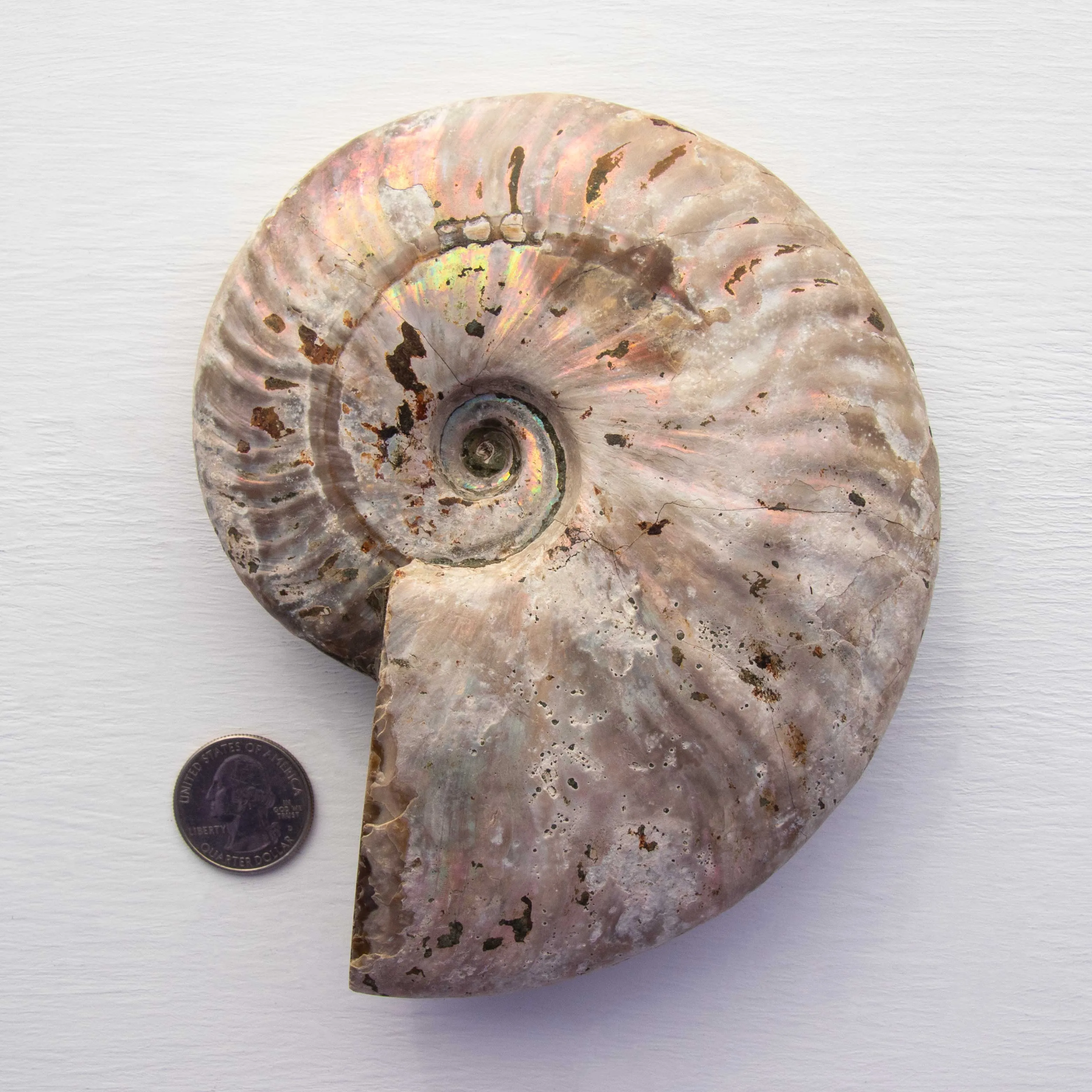 Ammonite - Light Iridescence