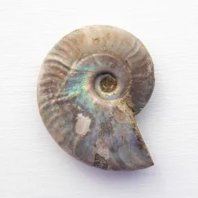 Ammonite - Light Iridescence