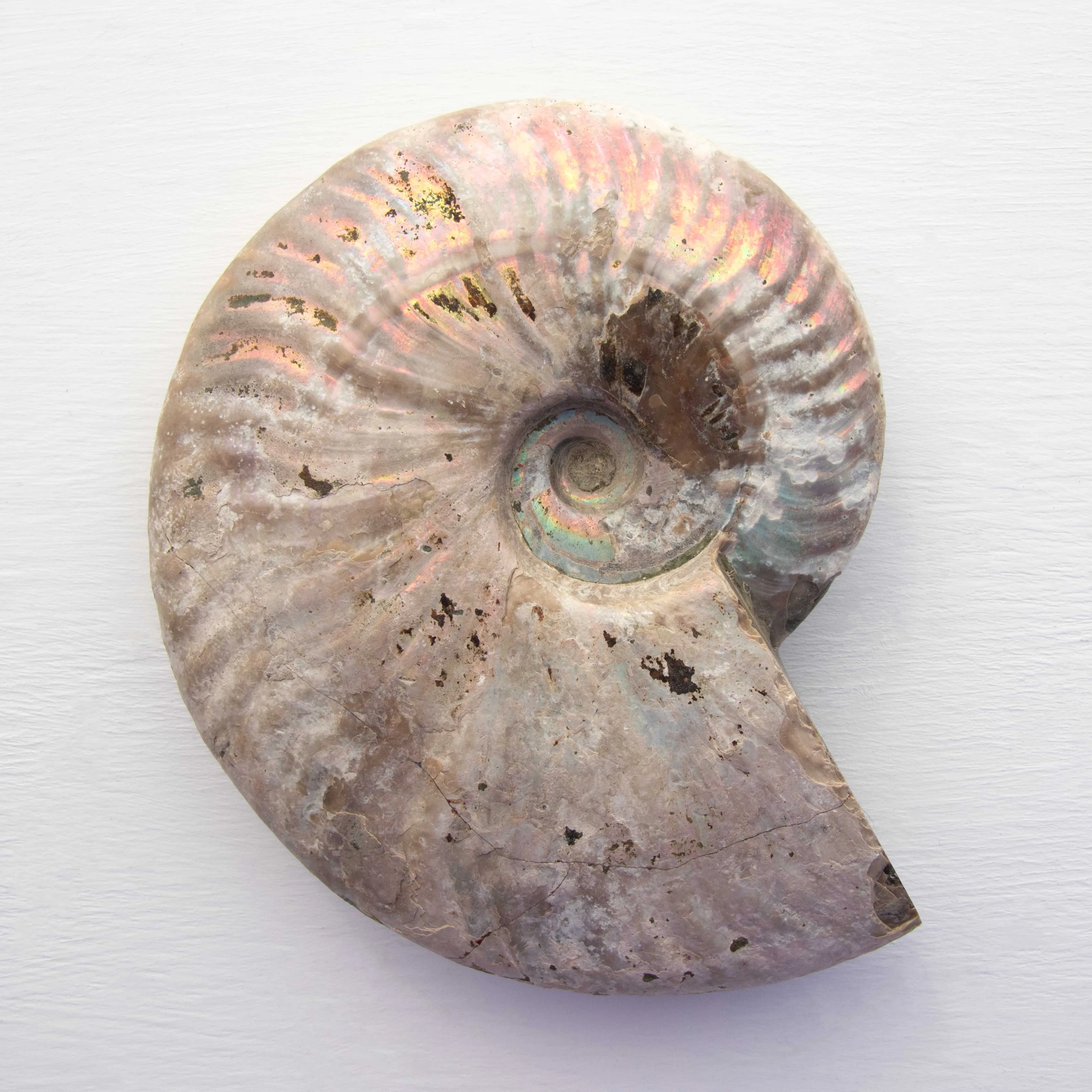 Ammonite - Light Iridescence